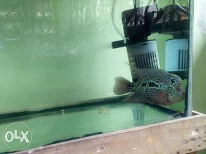 Flowerhorn 4 inches with hump