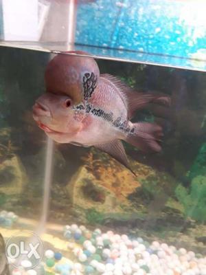 Flowerhorn SRD Male very active and monsters head