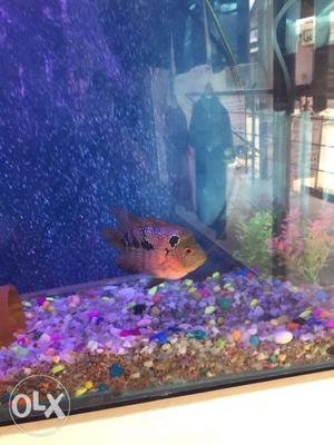 Flowerhorn fish pair very chip price ready for