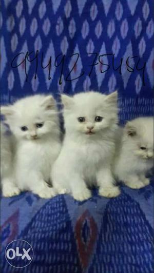 Four long-coated White Kittens With Text Overlay