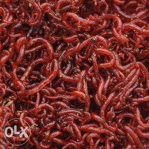 Frozen blood worms