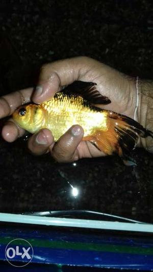 Gold Fish In Rourkela