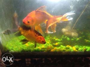 Gold fish pair one year old for sale