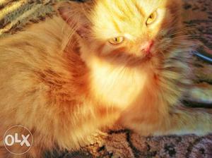 Golden persian cat for sale 8 months old