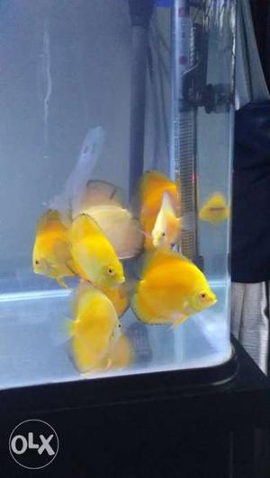 Golden yellow Discus for sale