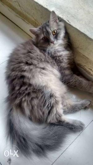 Grey Persian Female Cat available for sale.