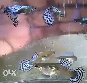 Guppy fish for sale. Morethan 10 variety.