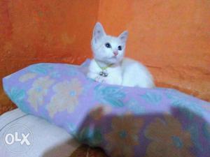 He is a boy cat and he is white as he is so cute