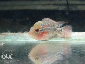 Headpoped imported Flowerhorn baby Size 2inch