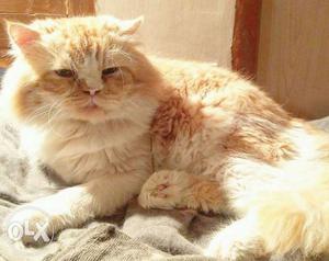 Heavy Bone Persian Male Cat for SALE / MATING 8_5 - 3_5 -