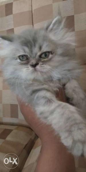 Hi I want to sell Persian kittens of 2 months old