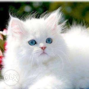 High Quality Pure Persian Kittens Blue Eyes