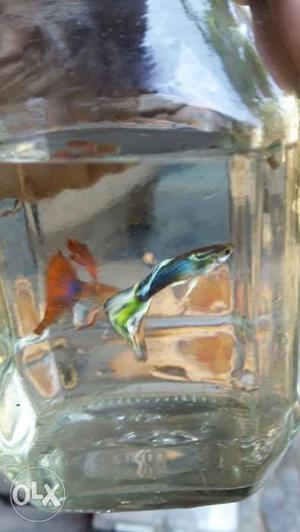 Highbreed guppies for sale