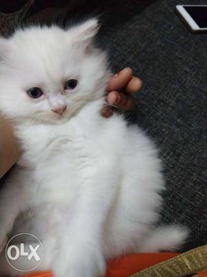 Home breed Persian cat healthy and active