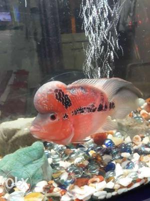 I want sale my flowerhorn