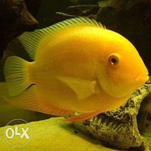 I want to BUY this kind of gold severum.any hobbyists