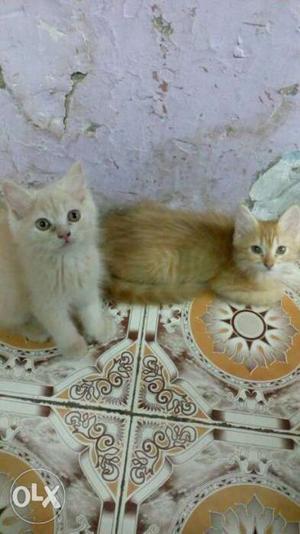 I want to sell my two female Persian cat both r