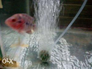Imported Female Flowerhorn For Sale 3-4 inch Size