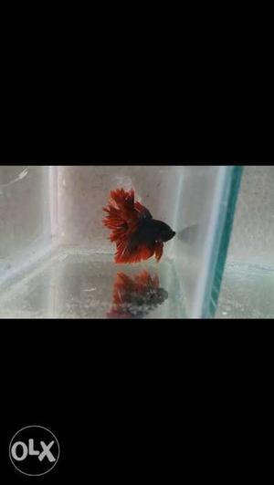 Imported bettas for sale