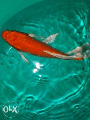 Imported koi carp size 11 inch at a reasonable price