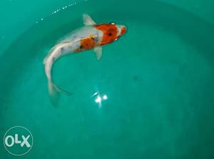 Imported koi carp size 6 inch at a reasonable price