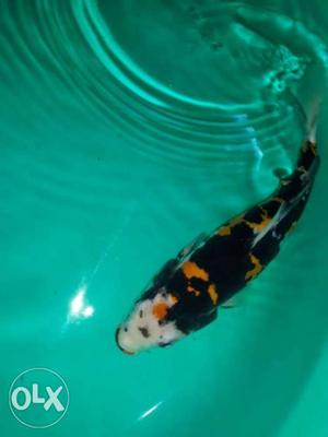 Imported scale less koi carp at a reasonable price