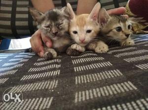 It's an Persian cat babies of 2 months.