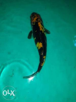 Japanees koi scale less size 7 inch at a