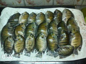 Karimeen and karimeen seed for sale For 1 kg 600
