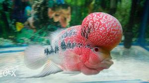 King super red dragon Flowerhorn for sale. very