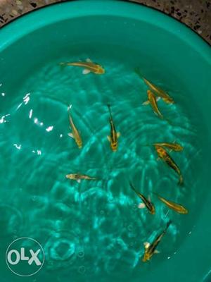 Koi carp at a price of 40 each size 3 to 4 inch.