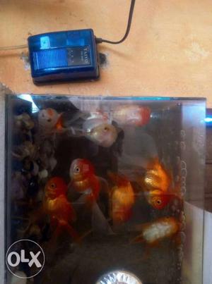Lion head golden fish with tank/motor in good