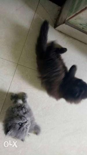 Long-fur Black And Gray Kittens