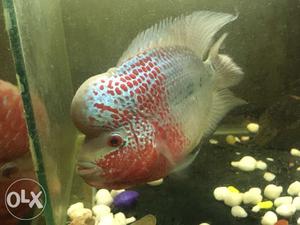 Magma flowerhorn for sale. 5inch size with good