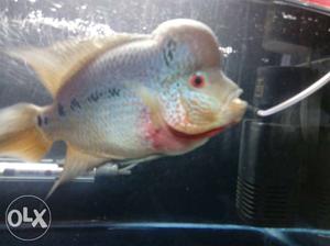 Male Thai silk flowerhorn fish fully active n