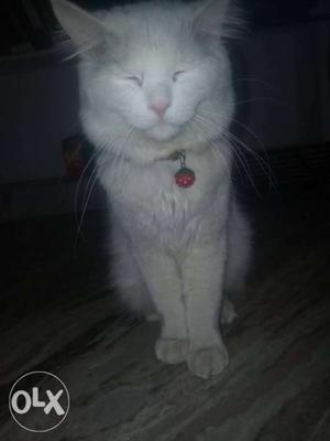 Male cat Short-coated White Cat