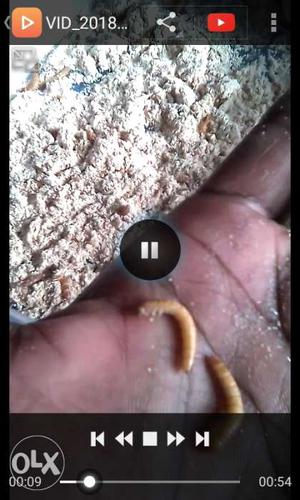 Mealworm (live) with automatic breeding system