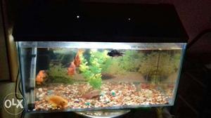 New 2ft fish tank with new cover and new