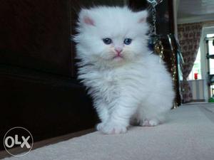 New born punch face persian breed for sale