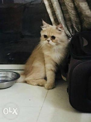 Oooty cats and persian cats for sale with pair