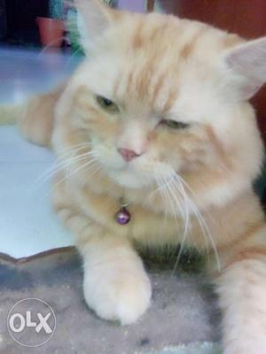 Orange And Tan Tabby Cat