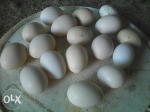 Organic Egg Lot
