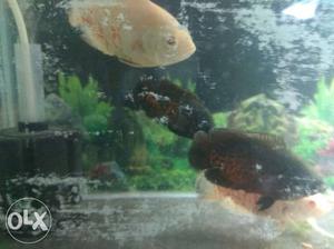 Oscar fishs 2pair  rupees 4 inches