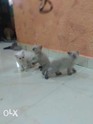 Parsion cat.. 2 munth old.male.. and fimale1