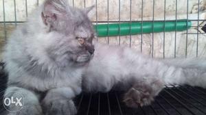 Persian Grey Cat Female 5 months