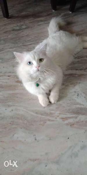 Persian cat 1 year old male plz intrested people