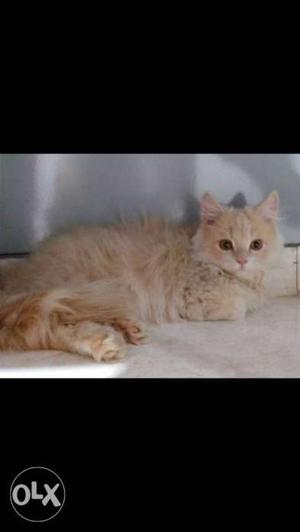 Persian cat