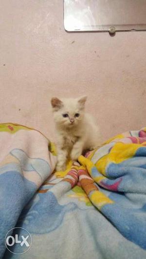 Persian cat 3,4 month cat female cat fast