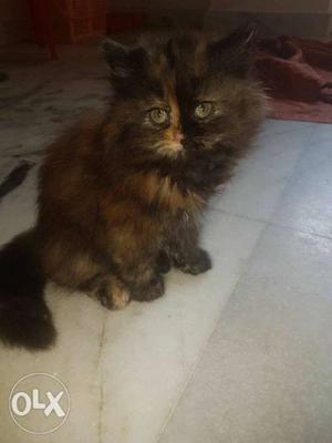Persian cat (Calico Kitten)