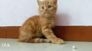 Persian cat MALE..2 months aged..call me 90 seven